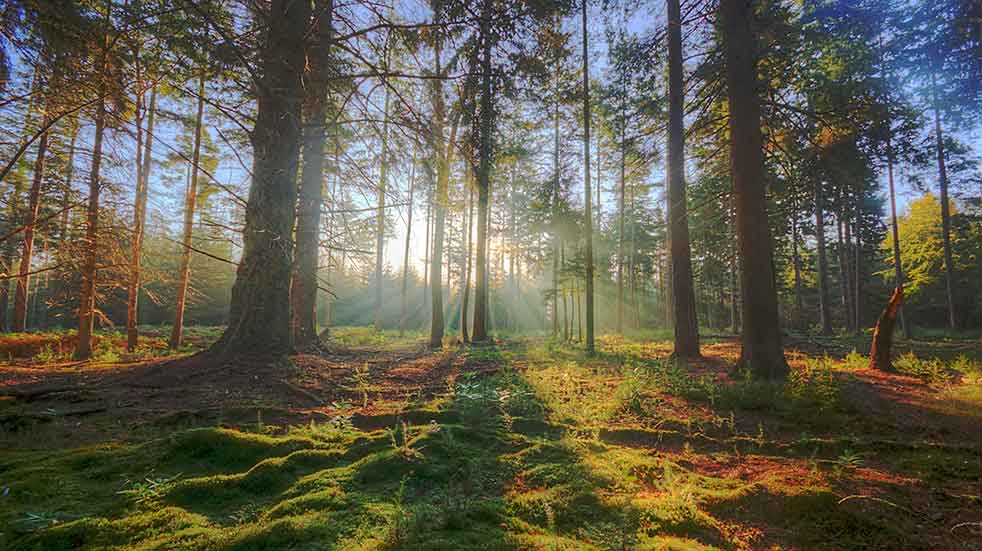 Best autumn walks in the UK New Forest